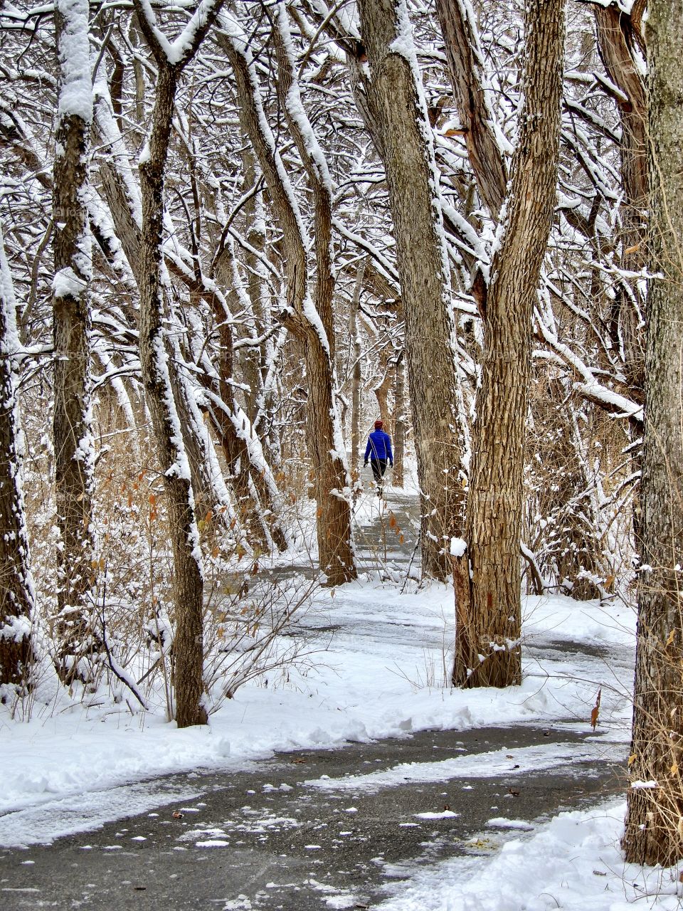 Winter, Snow, Wood, Frost, Cold