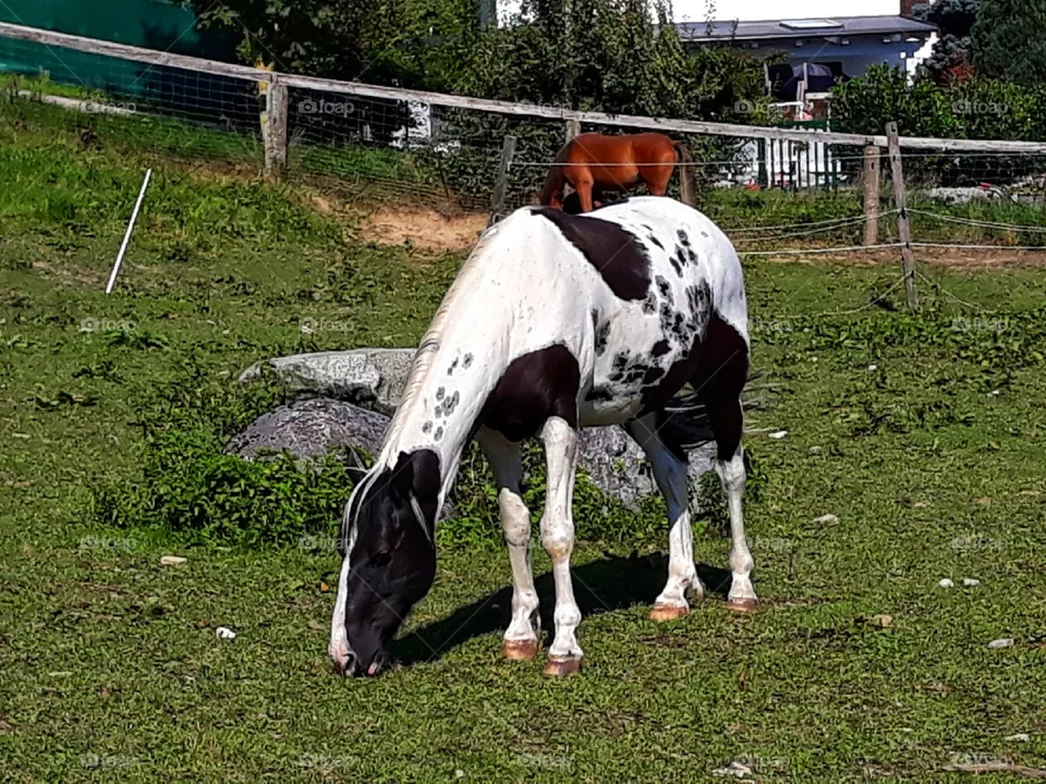 A peaceful animal
