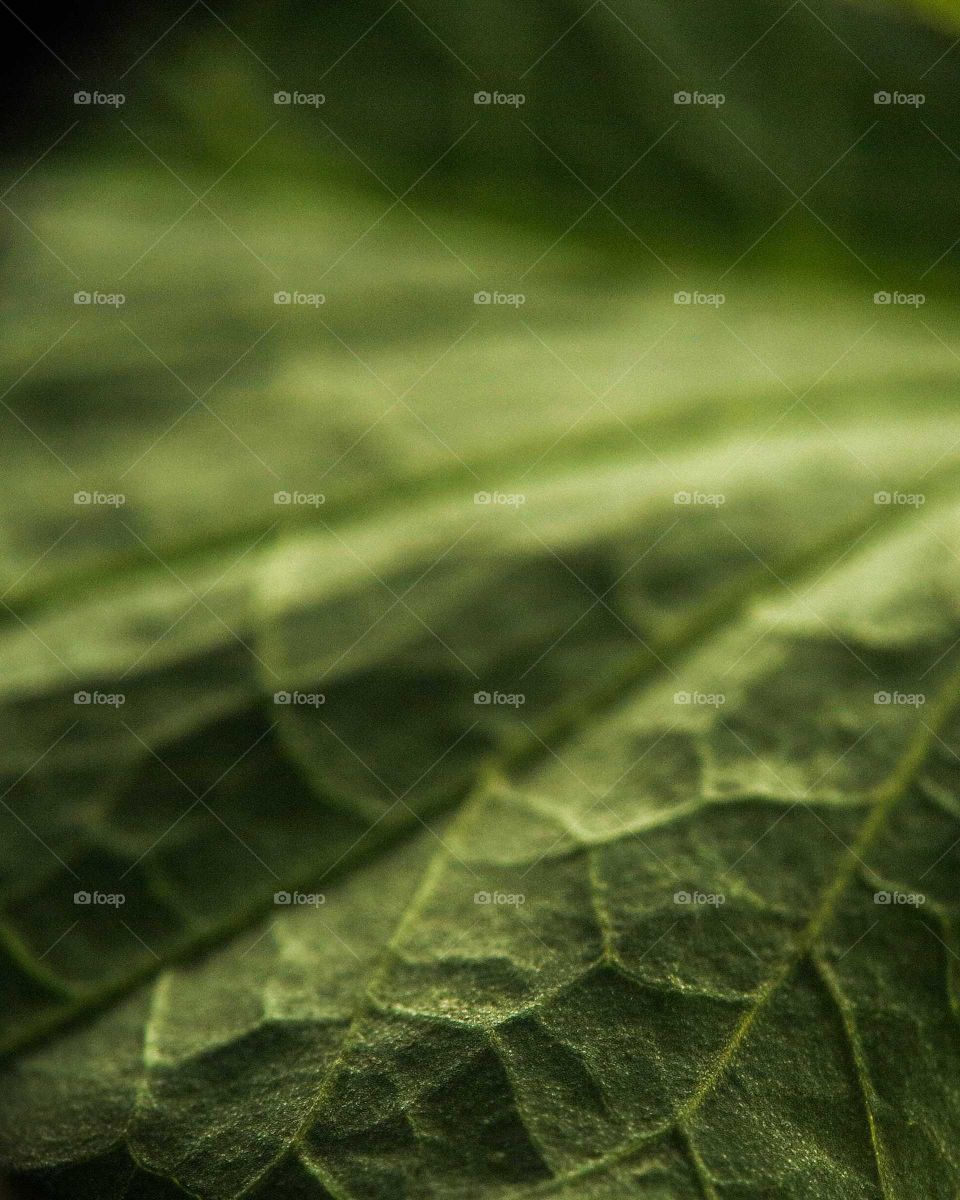 Close-up leaf shot, with shallow depth of field, beautiful shot.