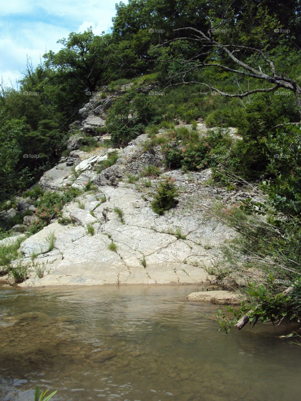 Plants and river