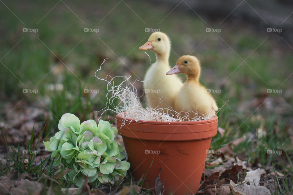 Ducks in a pot :) 