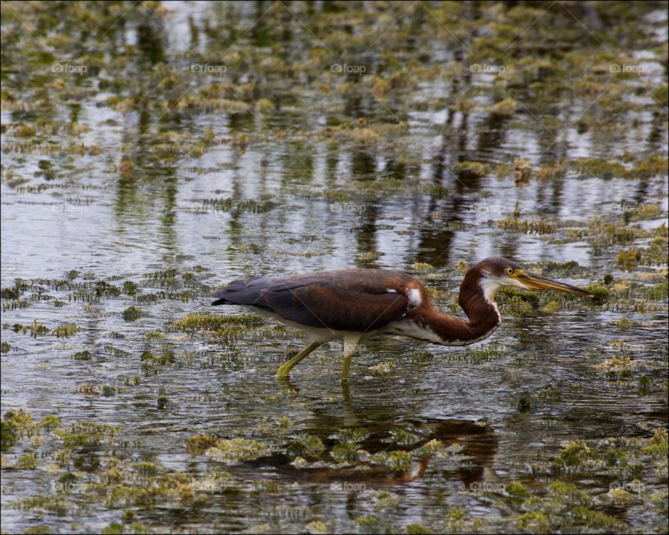 An elegant Tricolored Heron wading through the wetlands.