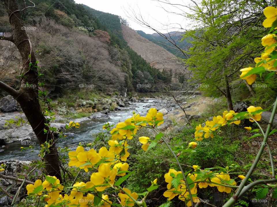 Springtime in the Valley.  Near Ome, Japan.  