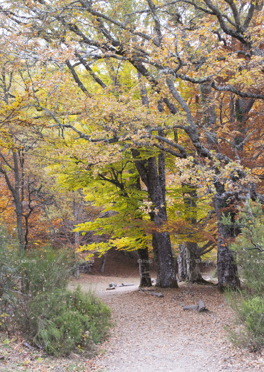 Path trough the autumn forest.
