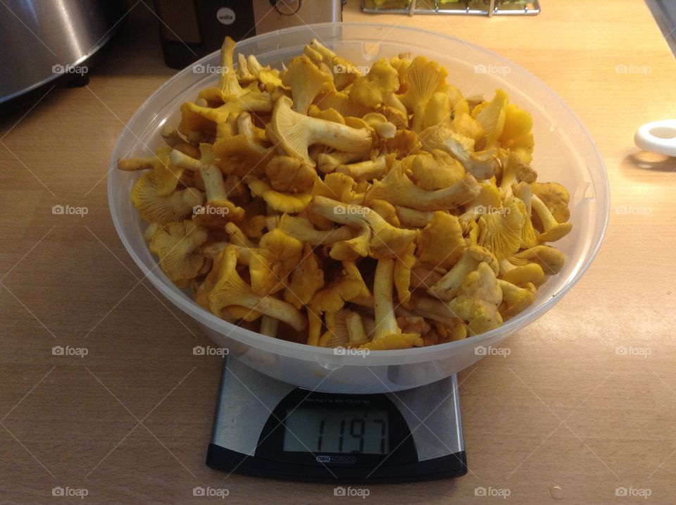 Chantarelles. The forest gold in Sweden