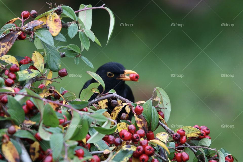 Blackbird lunch time ;)
