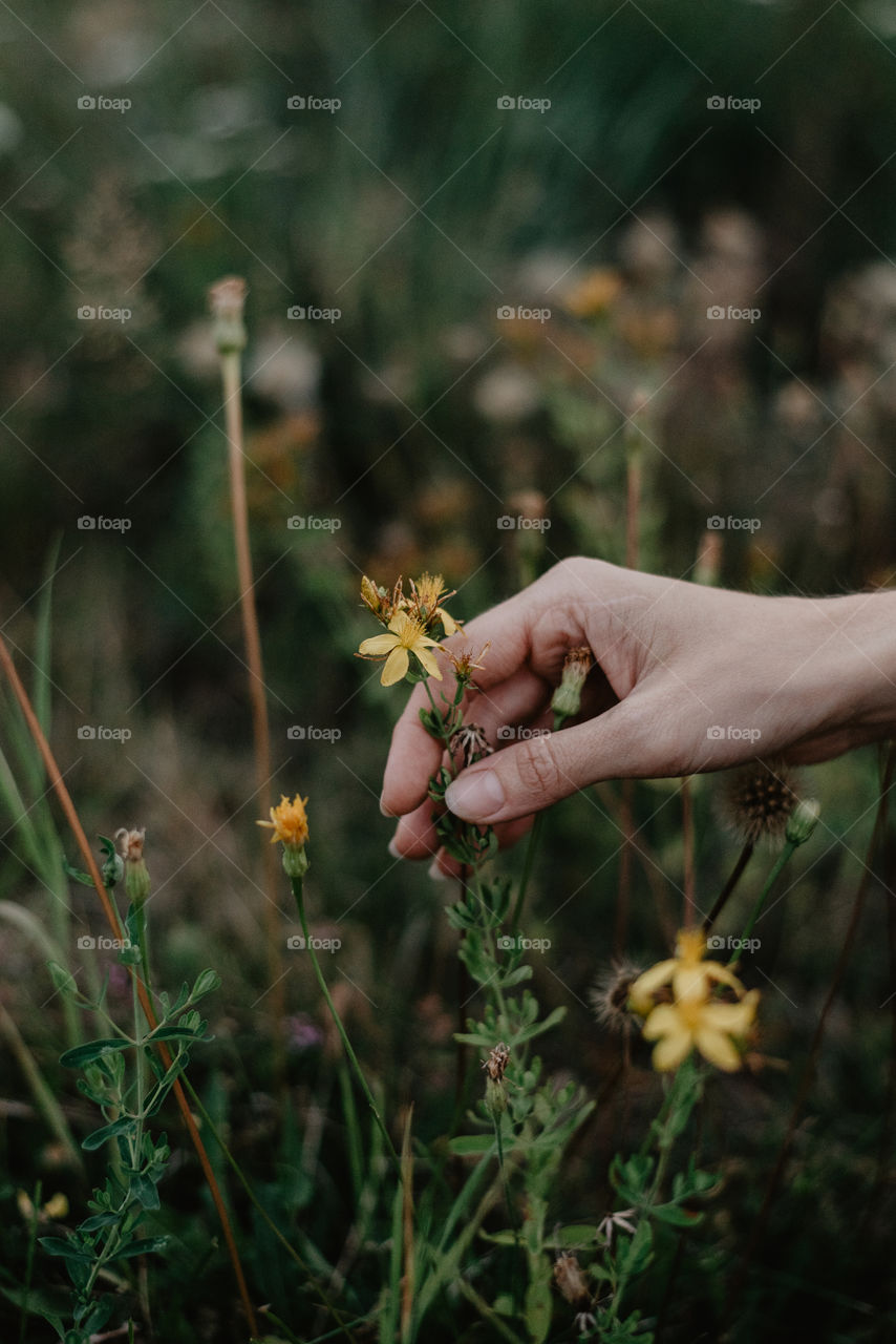 Hand picking a flower. Earth tones. Nature.