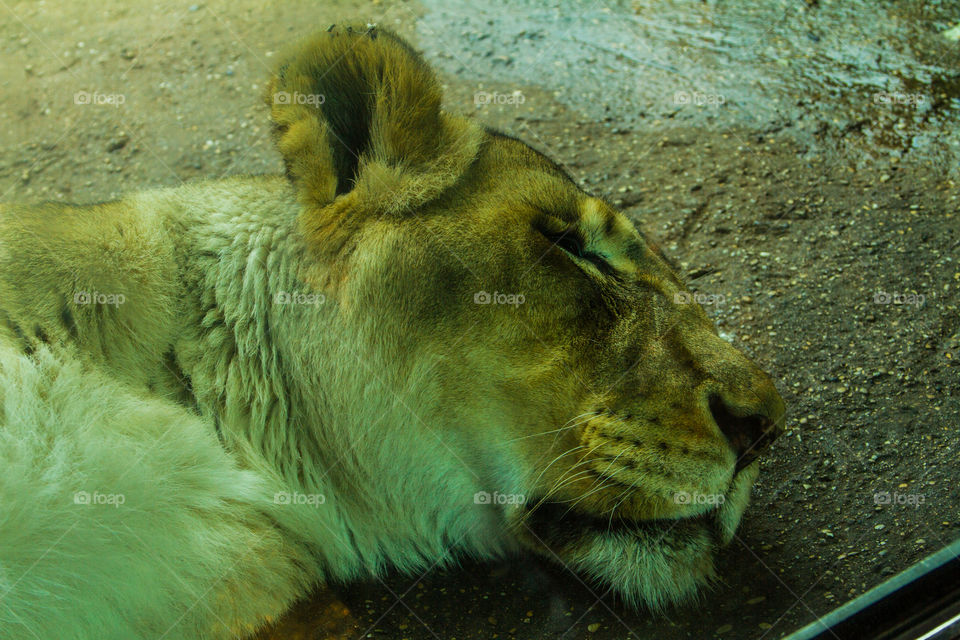 sleeping lion. lion enjoying a midday cat nap