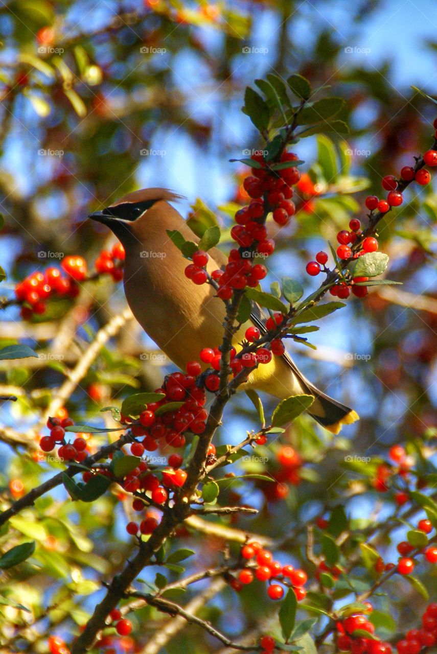 Waxwing