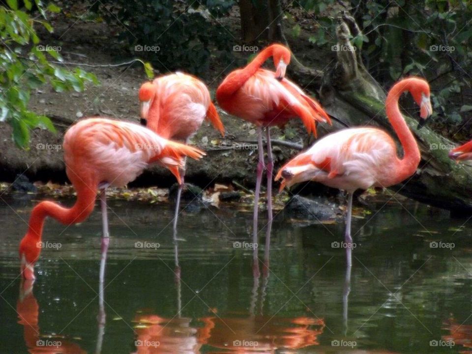 Flamingo Beauty