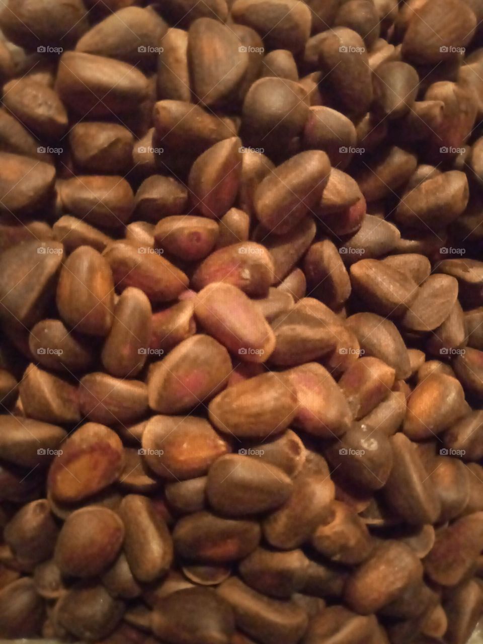 Cedar nuts