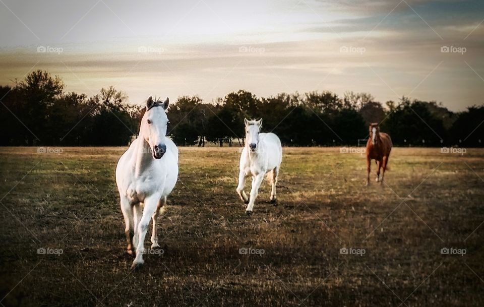 Two grays and a sorrel horse running in a pasture