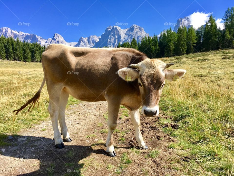 mountain landscape with a cow at the foreground in the foreground