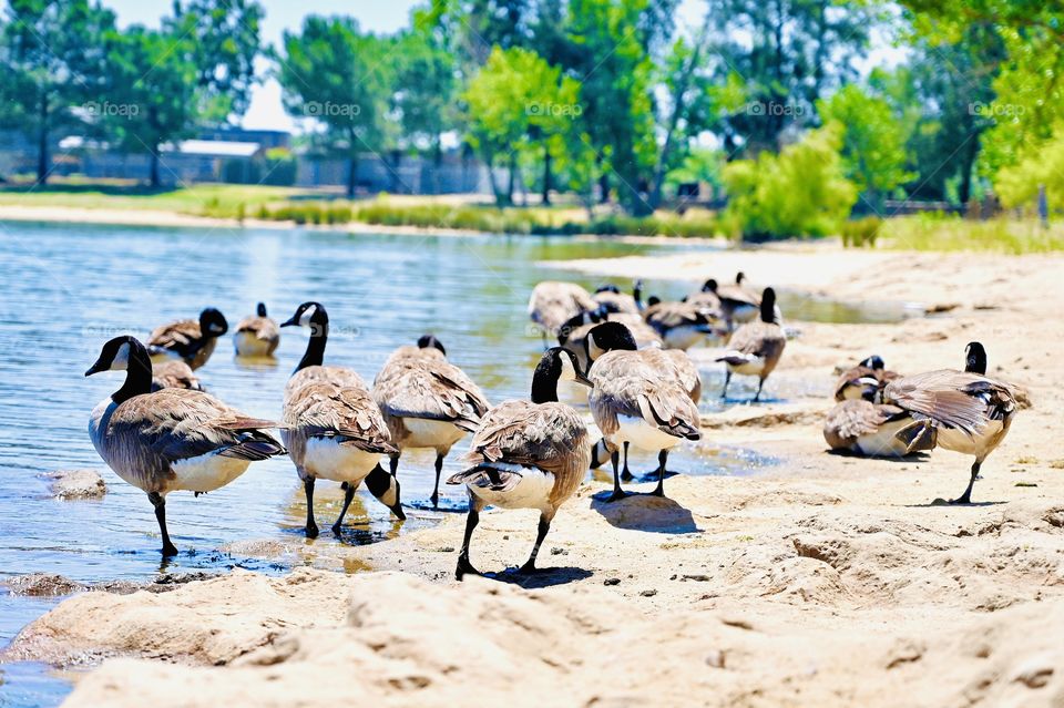 The migration of black geese in California 