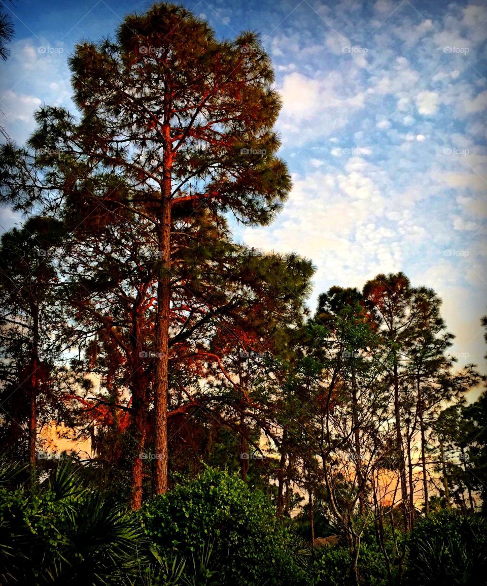 Forest in the golden hour . Forest in the golden hour 