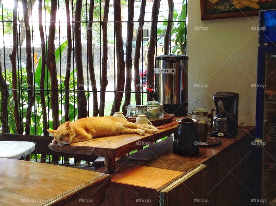 The lazy cat - Cat sleeping on breakfast table in Thailand