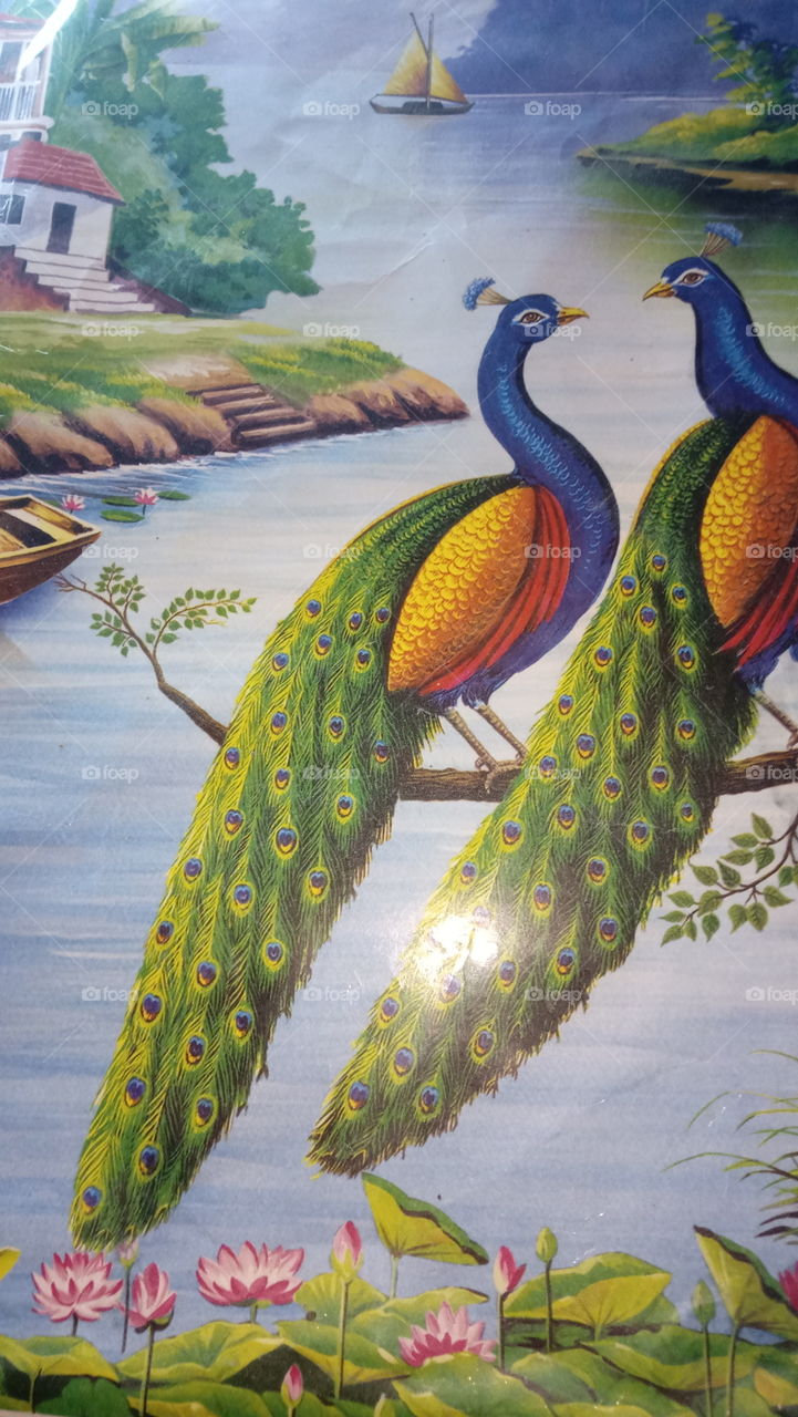 sunrise,bird,peacock song,branch on bird,water on peacock