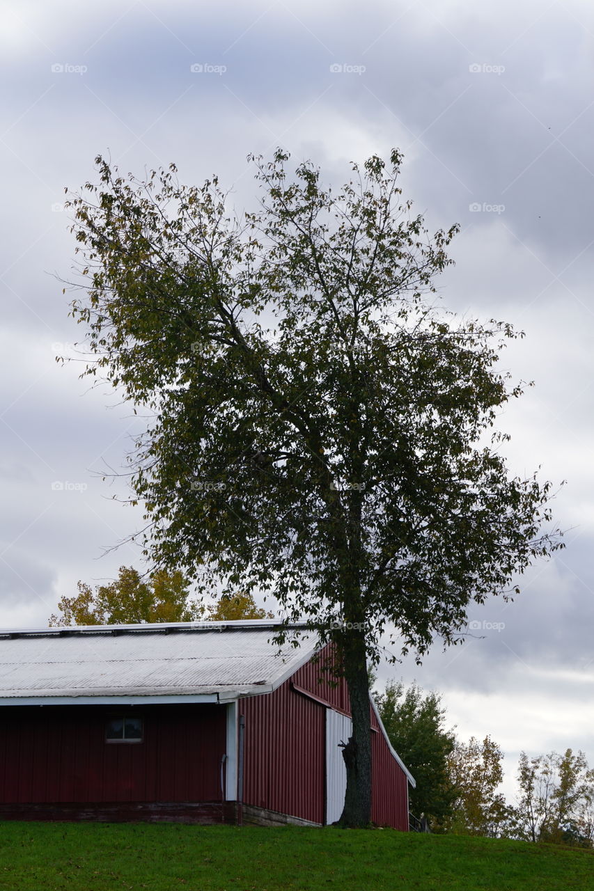 A tree and a barn. 