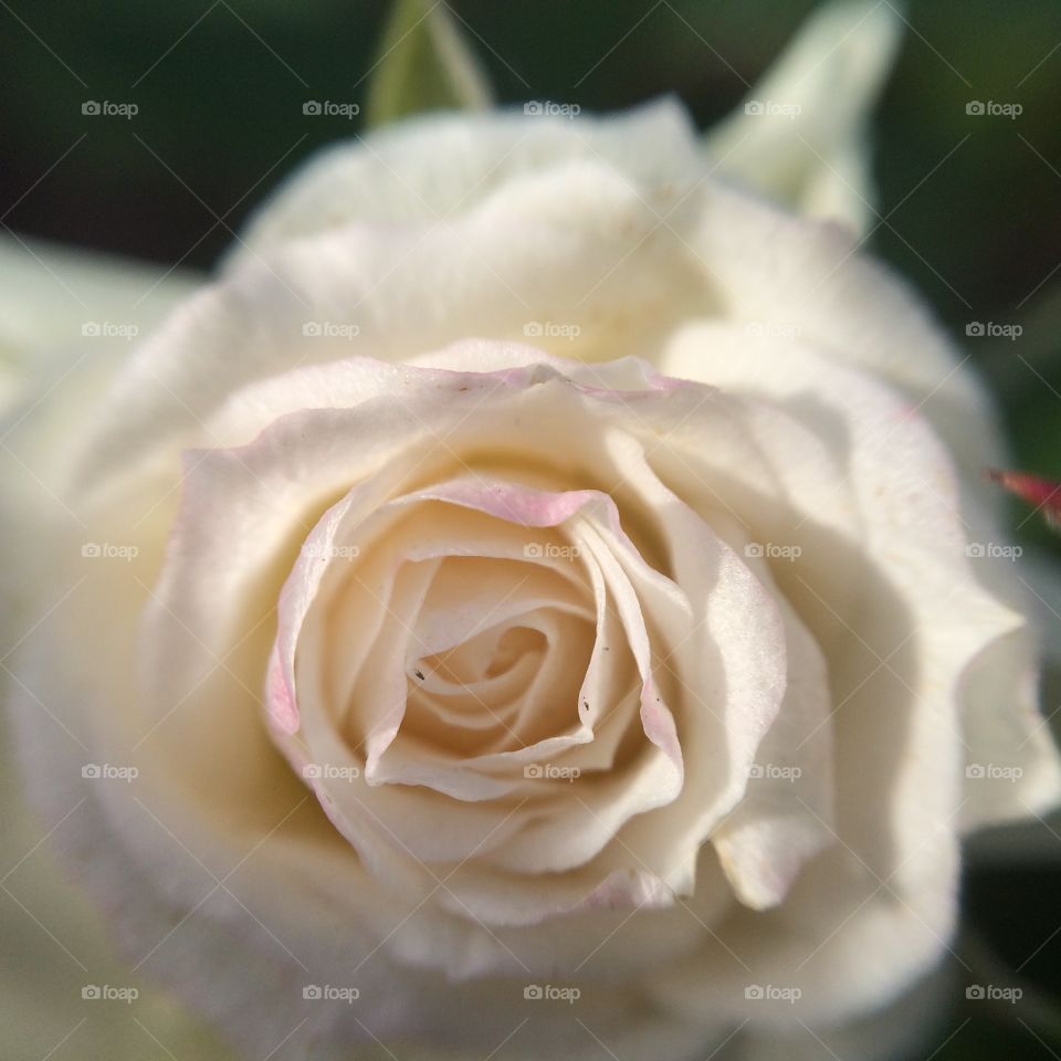 Rose, Wedding, Love, Flower, Romance