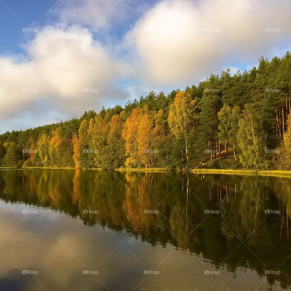 Reflection of autumn trees