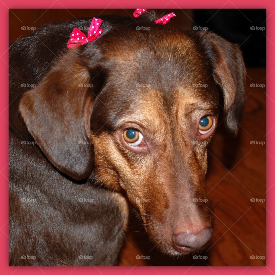 How now brown hound?. My brown dog with pink bows on her ears looking very guilty