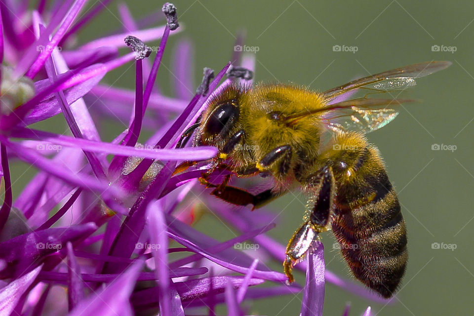 bee