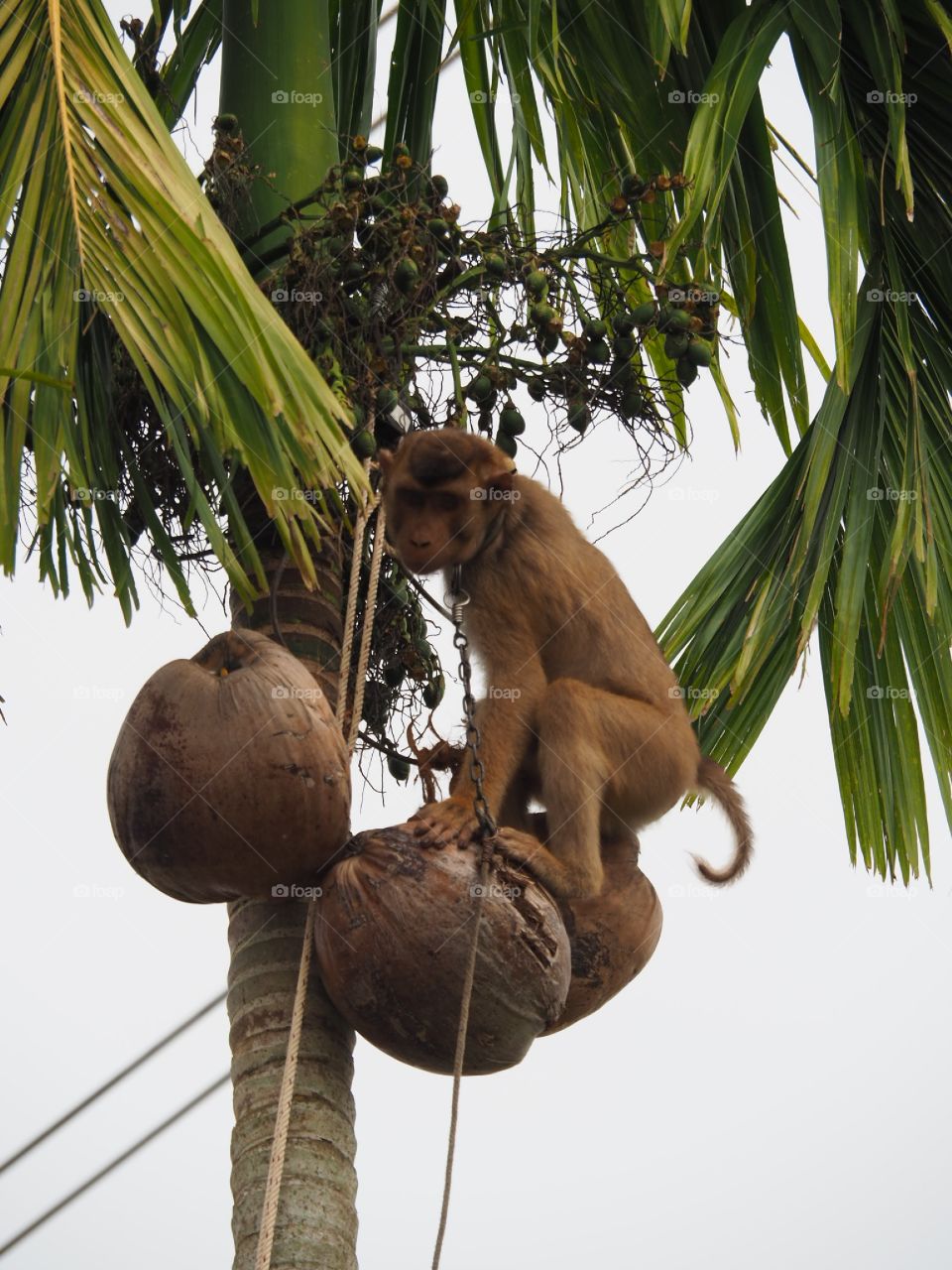 Training a monkey to work