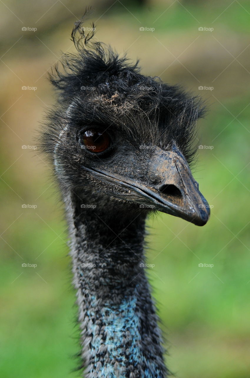 Emu.