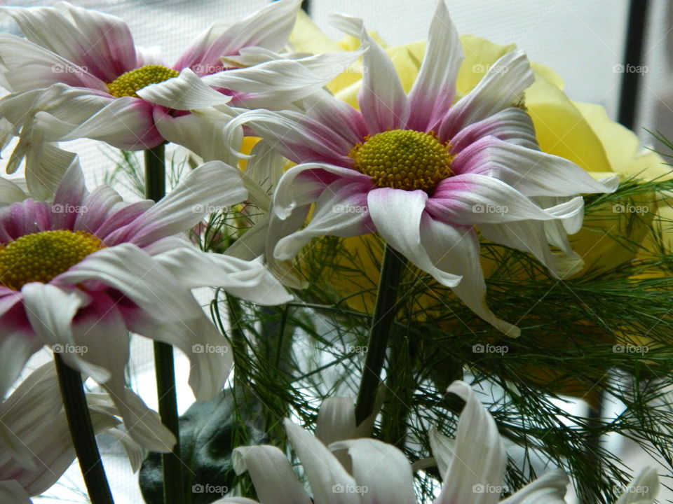 Bouquet of several purple and white daisies