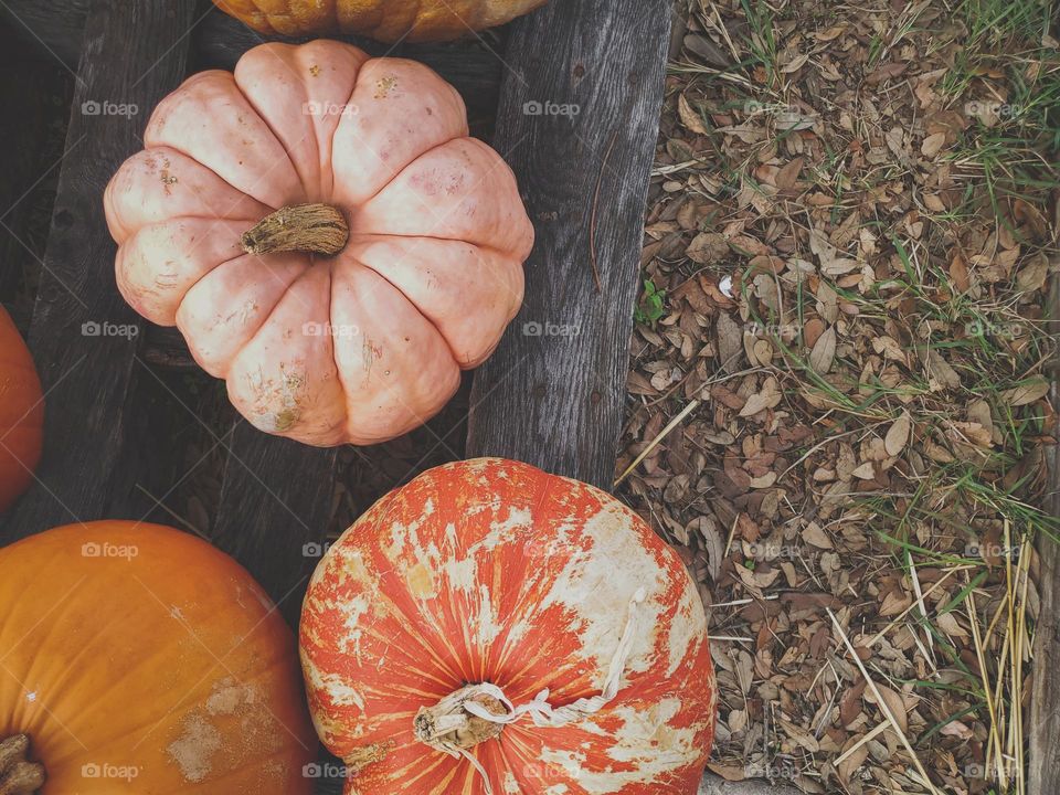 Fall means enjoying the beauty and variety of pumpkin colors, textures, shapes and sizes!