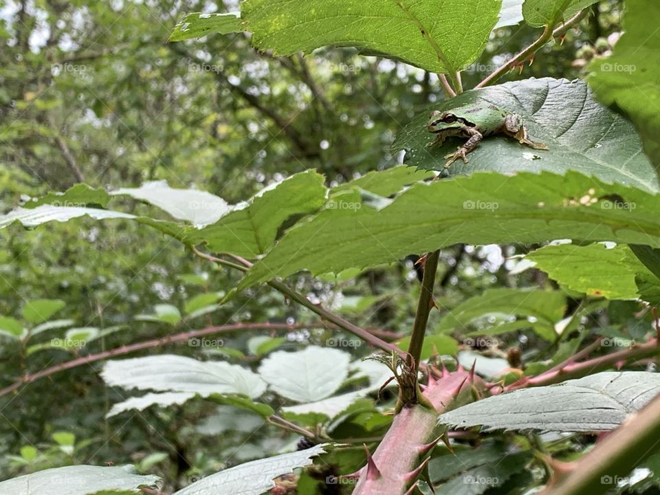Tree Frog blackberry leaf