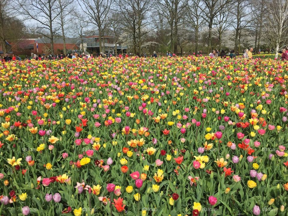 Colourful tulips