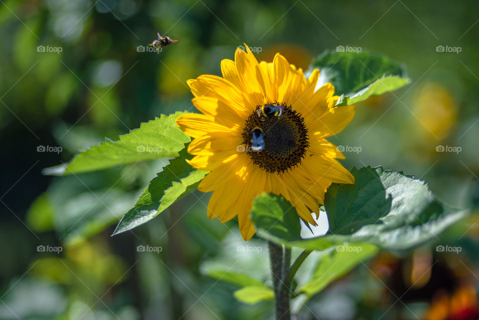 sunflowers bees and bumblebees