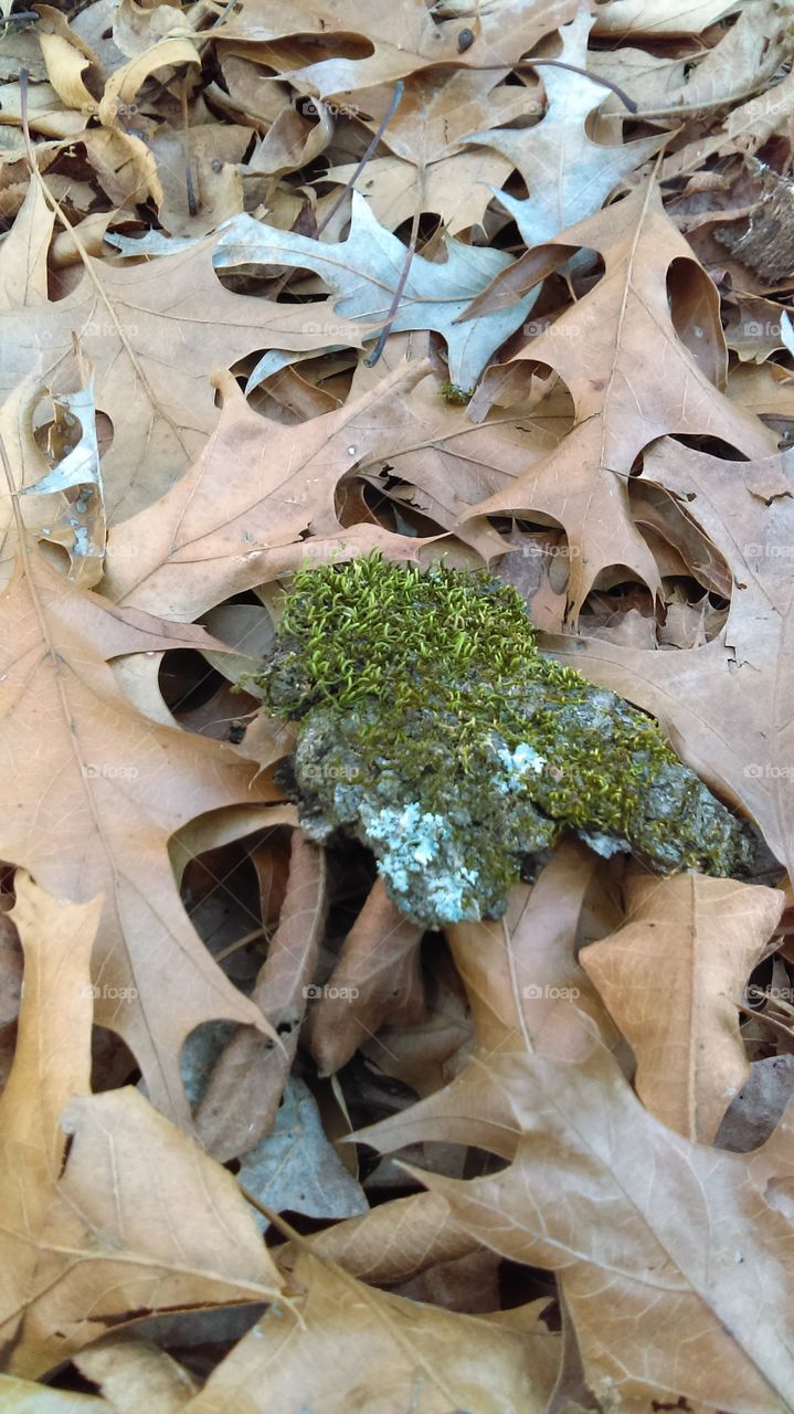 Moss-covered tree bark on bed of leaves