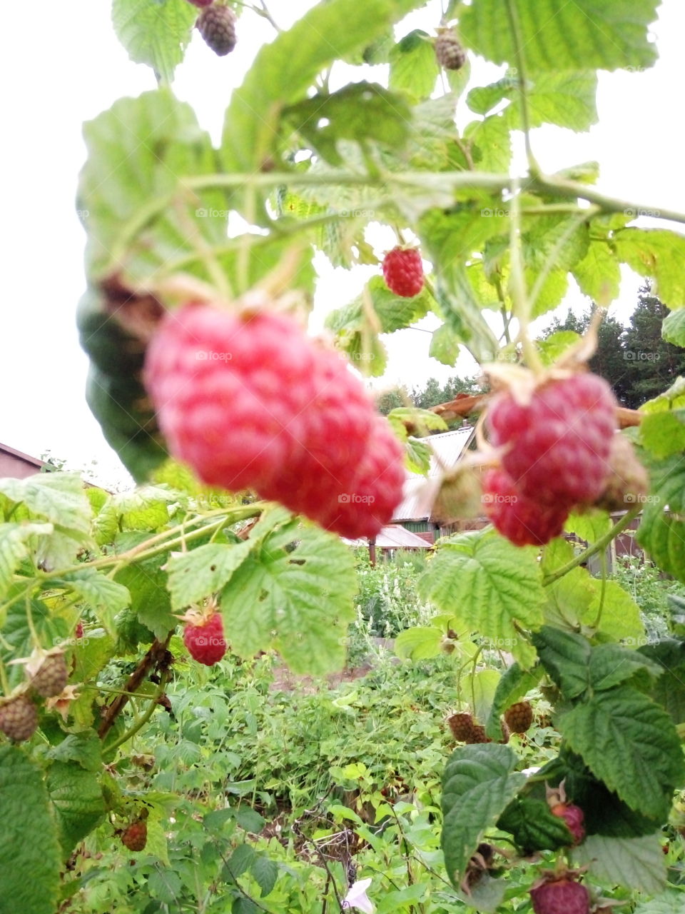 ягоды.малина.красный.флора.огород.сад.