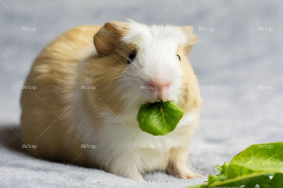 Guinea Pig Eating