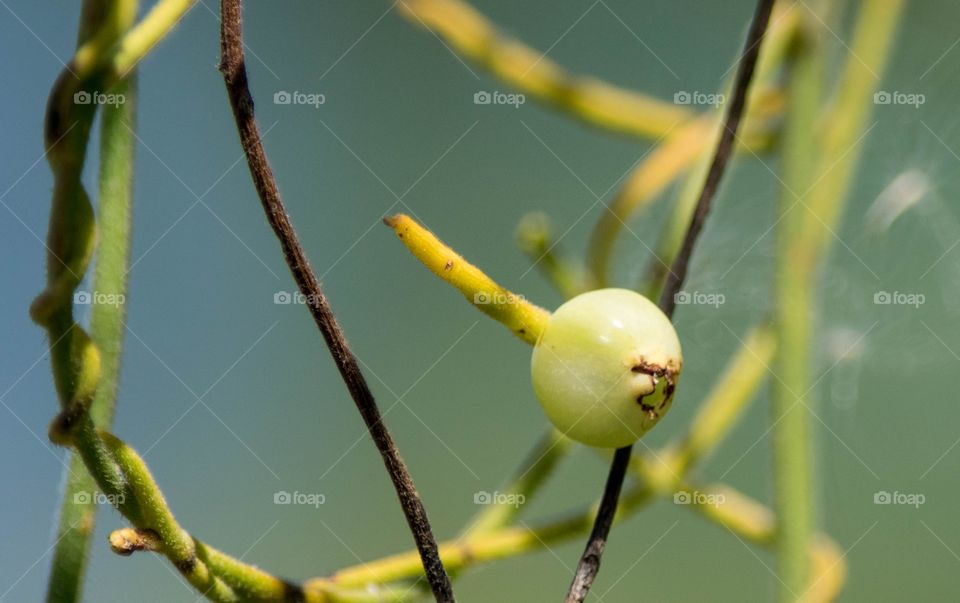 Beautiful macro shots