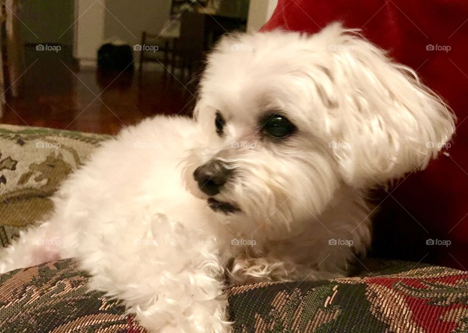 White Dog Profile