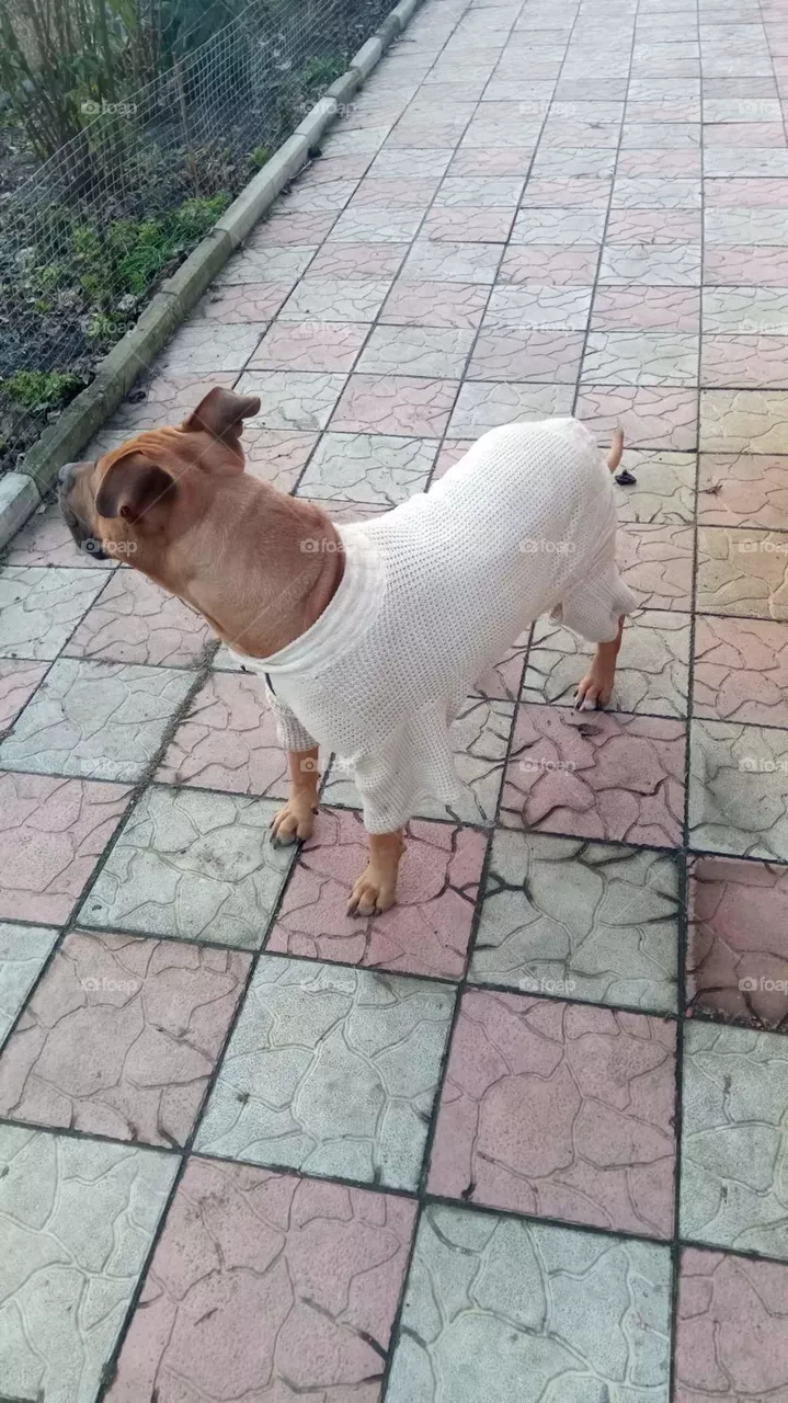 dog