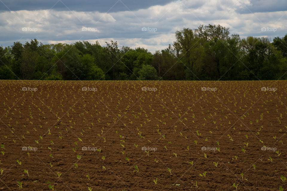 Farm Landscape