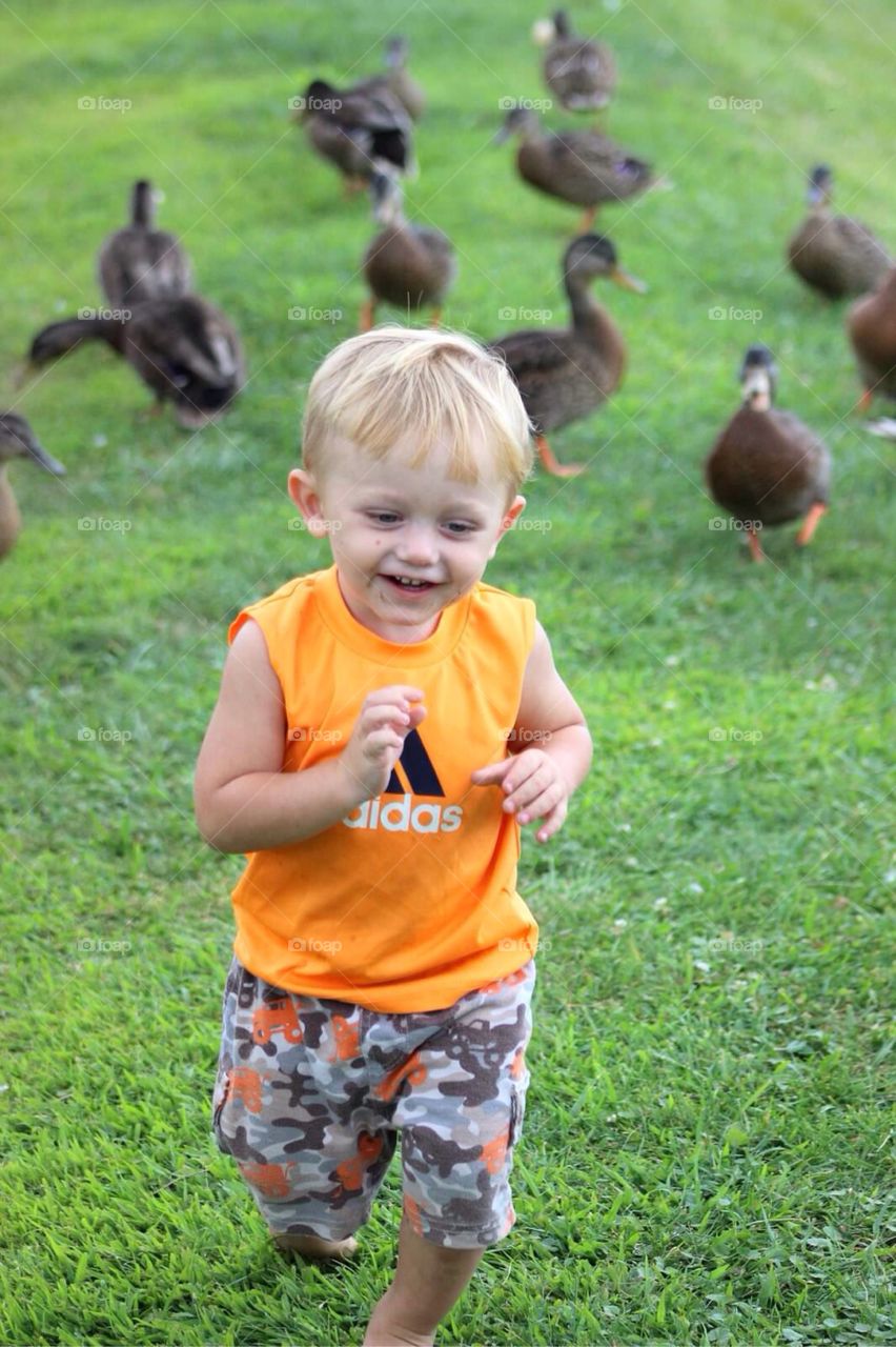 Happy little boy playing near duck flock