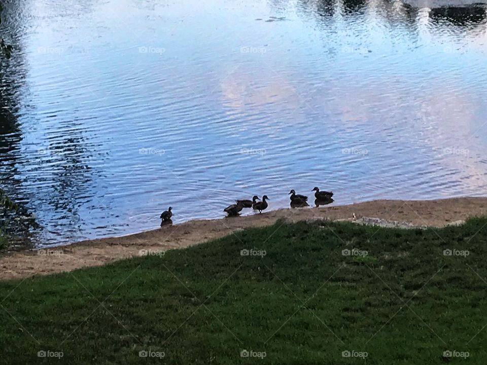 Ducks in the Evening