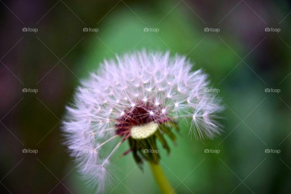 Some see a weed
Some see a wish!