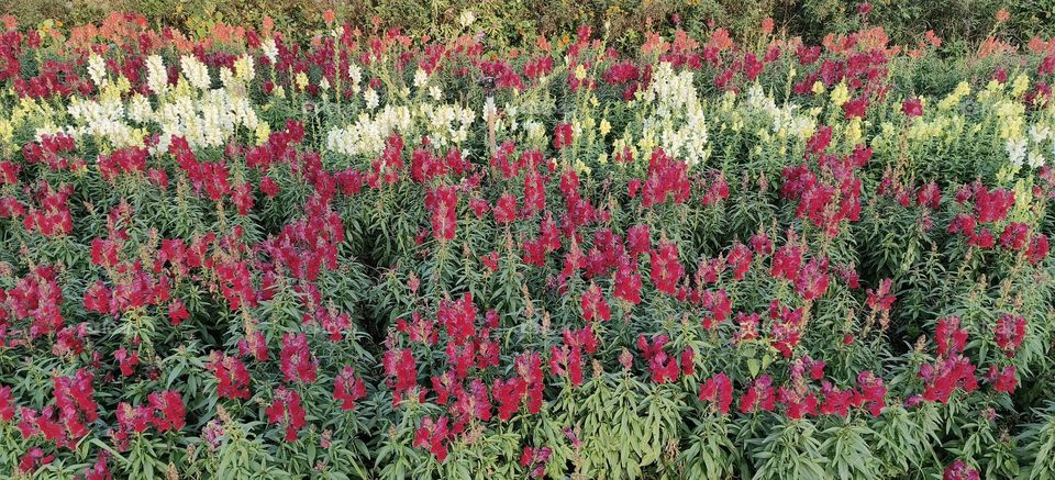 colorful flowers in the field