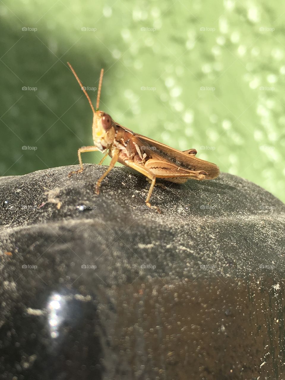 Strike a pose, Vogue.