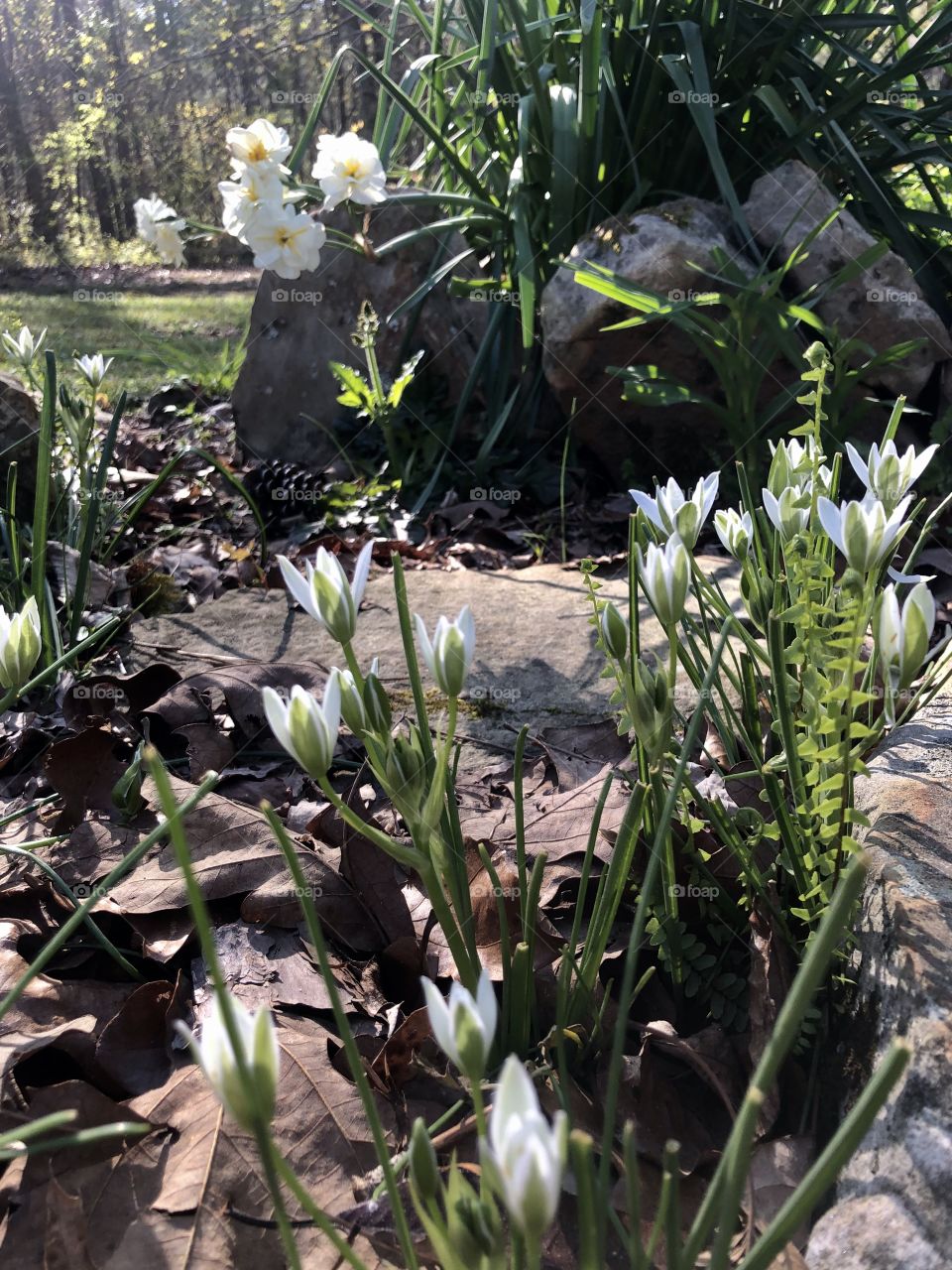 White blooms and ferns in rock garden 