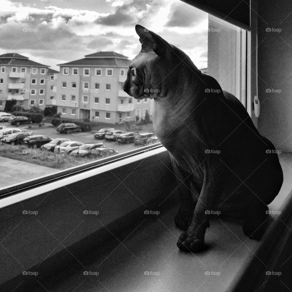 Sphynx cat looking through the window