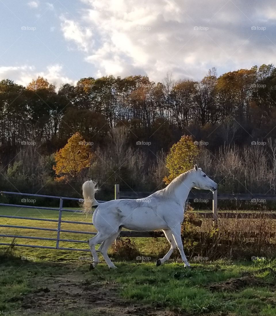 white mare