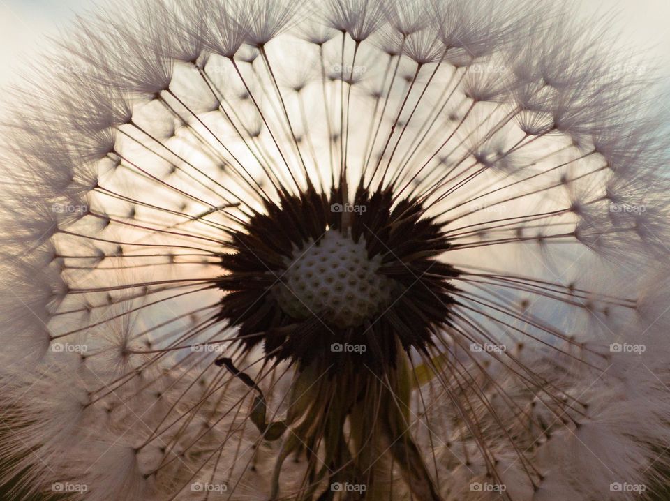 The inner world of dandelion seeds against the backdrop of a summer sunset.