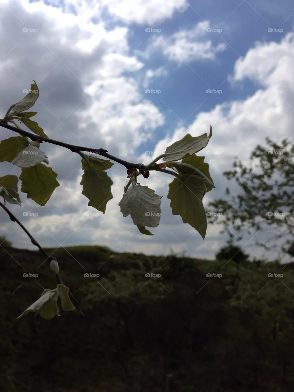 Leaves